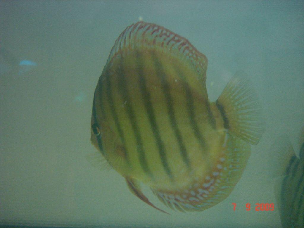Obrazek