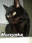 Obrazek