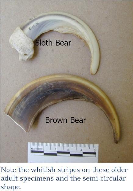 Comparison of Bear claws - black bear (Ursus americanus) claws, polar bear 