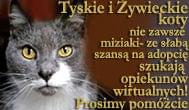 Obrazek