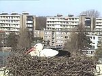 http://images42.fotosik.pl/75/c10f4fae7e10ef33m.jpg