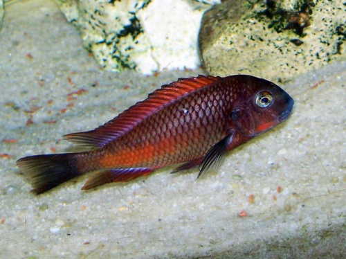 Obrazek