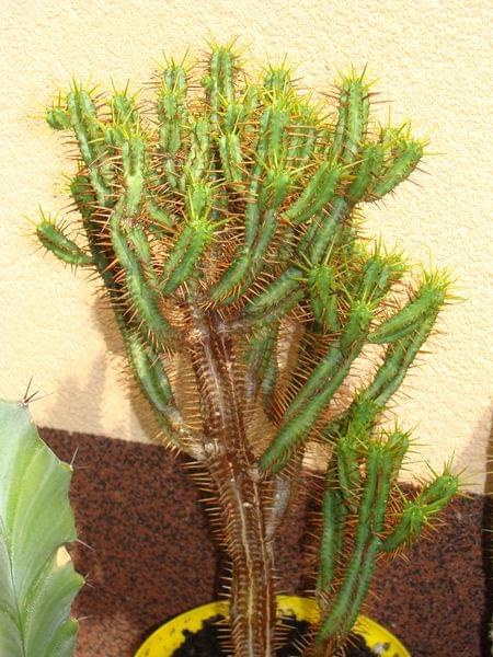 Euphorbia ferox