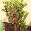 Euphorbia ferox