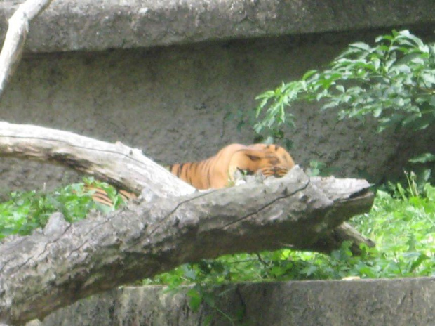 .. urlop w Warszawie .. (8.08.2008 - 11.08.2008) #warszawa #zoo #okęcie #lotnisko #boeing