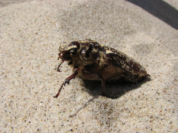 Wałkarz lipczyk (Polyphylla fullo)