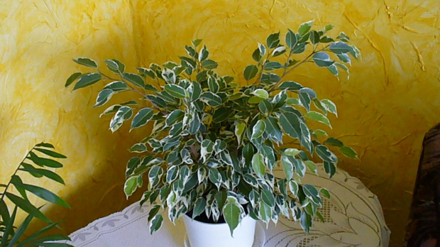 Ficus benjamina 'Starlight' / Fikus benjamina 'Starlight'