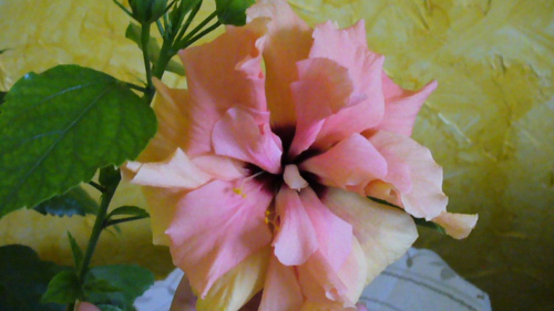 Hibiscus brzoskwiniowy pełny '08