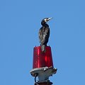 kormoran czarny
Wyspa Sobieszewska