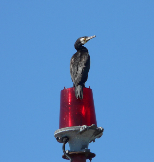 kormoran czarny
Wyspa Sobieszewska