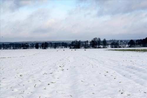 #zima #śnieg #pole #łąka #Bralin