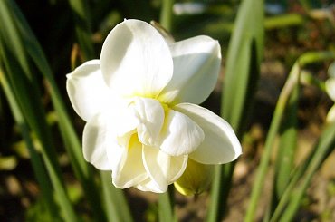 #kwiat #kwiatek #kwiaty #kwiatki #kwiatuszek #kwiatuszki #ogród #ogrody