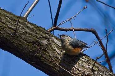 Kowalik #ptaki #przyroda #natura #kowalik