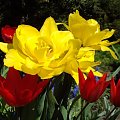 wiosenna kompozycja #kwiaty #kolor #wiosna #ogród #natura