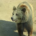 Niedzwiedź we wrocławskim zoo #zoo #miś #niedzwiedź
