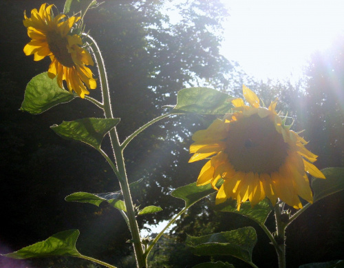 Opromienione słońcem słoneczniki. #kwiat #kwiaty #słoneczniki
