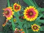 gazania