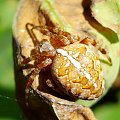 Araneus diadematus #pająk