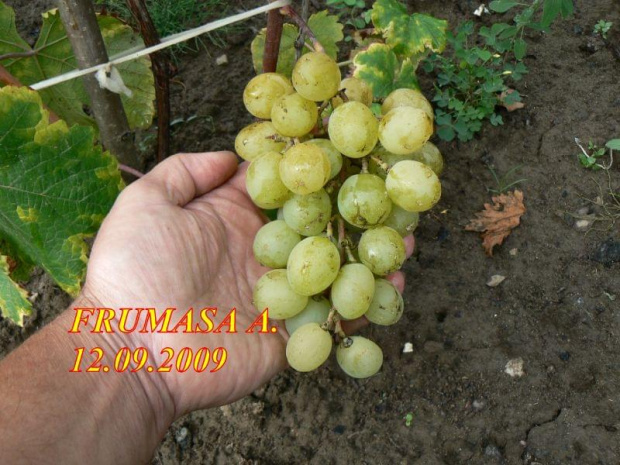 ODMIANY WINOROŚLI
