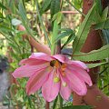 Passiflora molissima