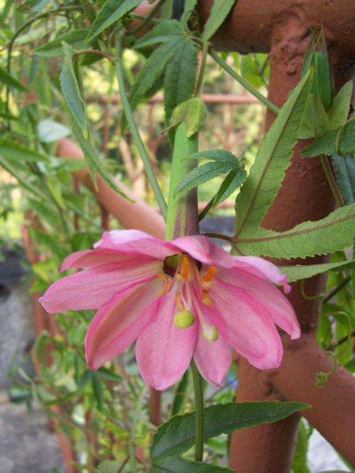 Passiflora molissima