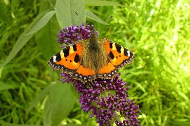 Motyl #motyl #budleja