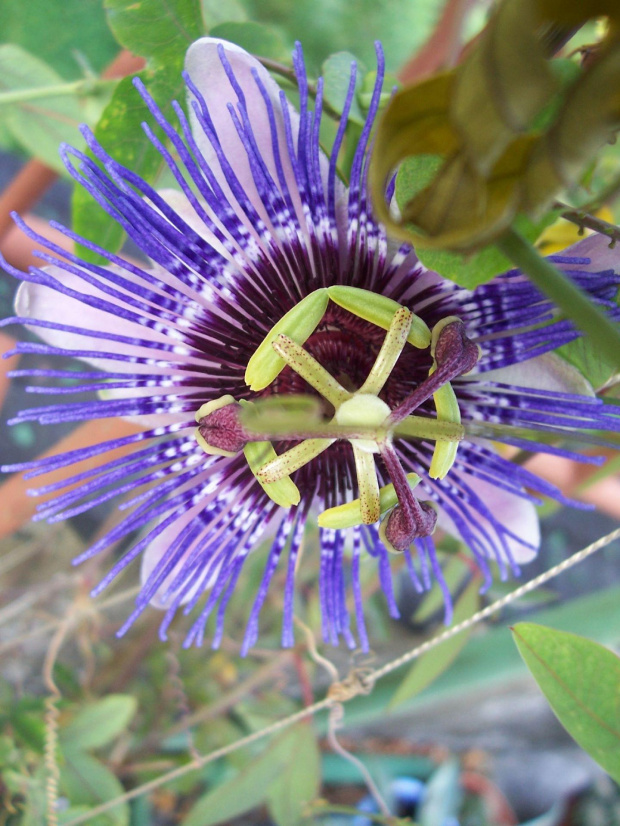 Passiflora purple haze