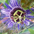 Passiflora purple haze