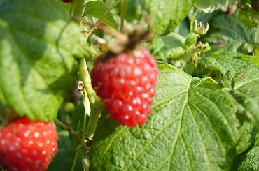 Malina #ogród #natura #rosliny #kwiatki #roslinność #roslinnosc #macro #piękno #działka #dojrzewanie #rozkwit #lato #wiosna #ciepło #owoce #drzewka #ogrod #zbiory #plony #OwoceNatury #wieś #wioska #ogródek #ogórek #ogór #woda
