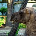 Wielbłąd jednogarbny, dromedar, dromader (mylna nazwa ale potocznie używana )
tylko mu fajki brakuje :)) #wielbłąd #zoo #wrocław