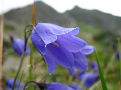 #DzwonekAlpejski #Tatry #Kościelec #DolinaGąsienicowa #RoztokaStawiańska