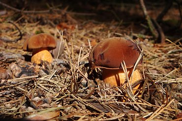 nasze najpospolitsze grzybki.. sympatyczne "czarne łebki " #podgrzybek #makro #grzyb