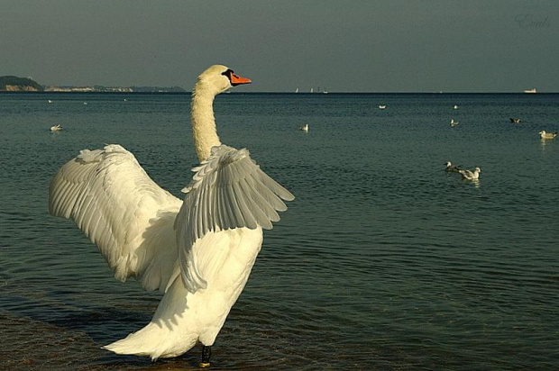 Dla miłośników nadmorskich klimatów :) #ptaki #łabędzie #Bałtyk