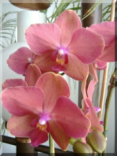 Phalaenopsis