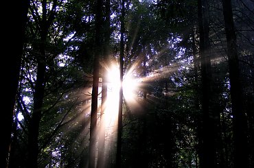 #przeswit #promienie #las #slonce