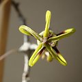 ceropegia armandii1