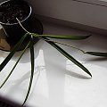 HOYA LONGIFOLIA