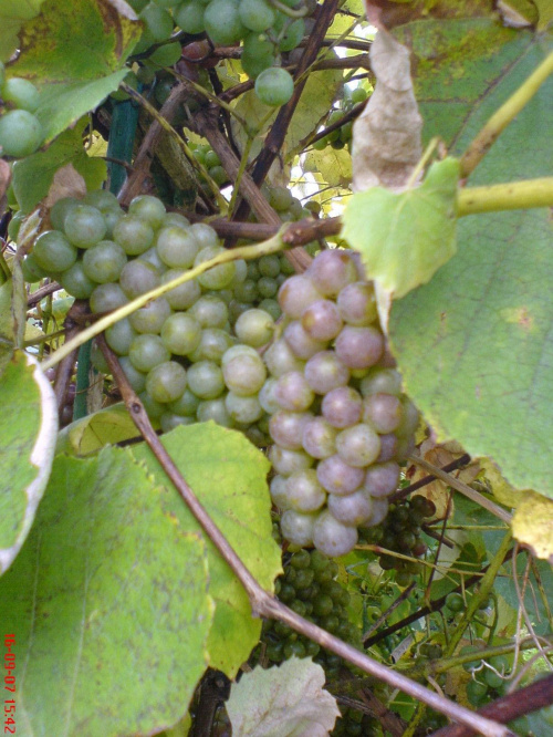 winogrona na mojej działce
