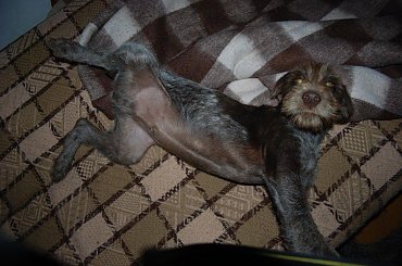 maluch #WyżełNiemieckiSzceniakPies