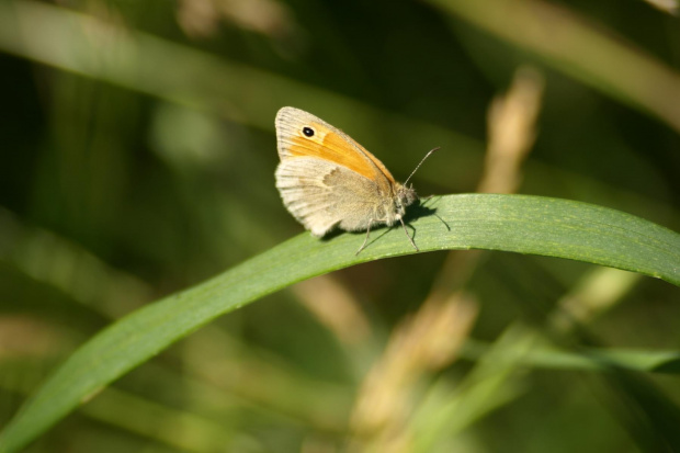 Strzępotek ruczajnik (Coenonympha pamphilus)