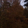 Jesień w Czarnkowie - 30.10.2009