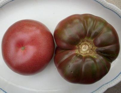 czarny pomidor