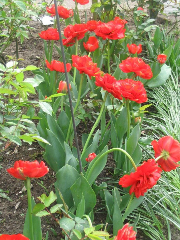 tulipany-byly takie grube ze padaly