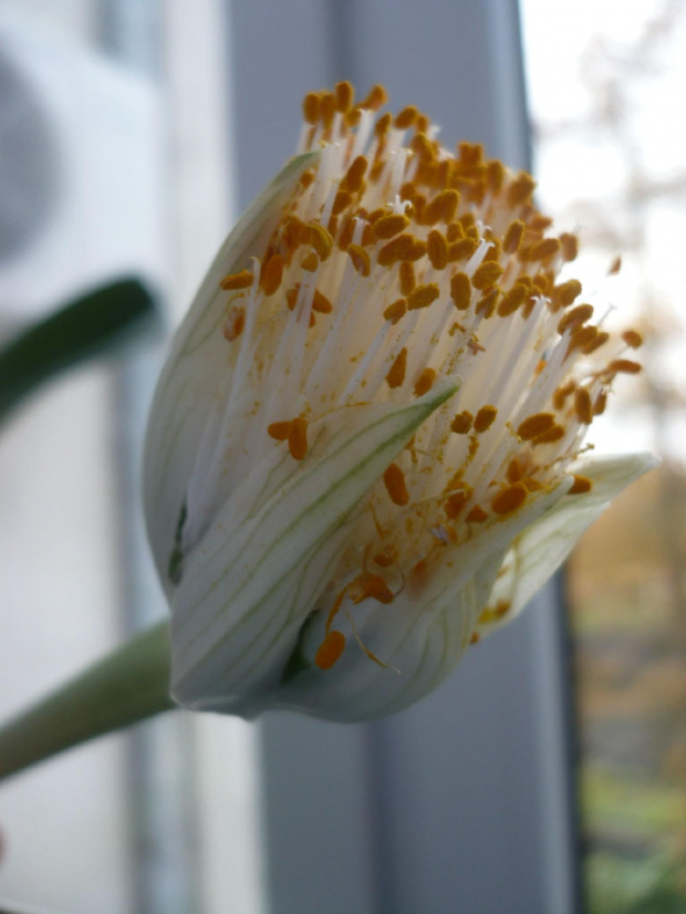 Krasnokwiat białokwiatowy, Haemanthus albiflos #HaemanthusAlbiflos #KrasnokwiatBiałokwiatowy