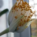 Krasnokwiat białokwiatowy, Haemanthus albiflos #HaemanthusAlbiflos #KrasnokwiatBiałokwiatowy