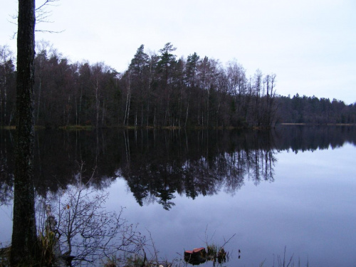 Jezioro Czarne. Nad tym jeziorkiem występują boczniaki w warunkach naturalnych.