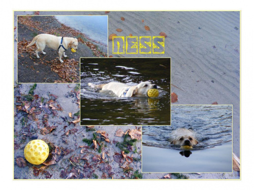 Wcale nie ostatnia kąpiel Ness! #Ness #labrador #NadJeziorem #listopad