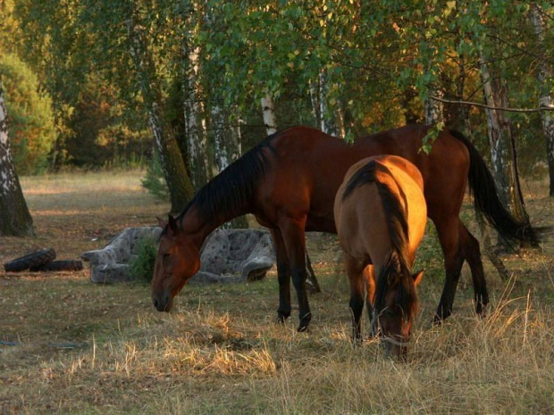 podwarszawski lasek