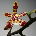 phalaenopsis mannii kwiat