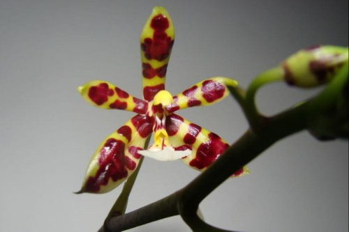 phalaenopsis mannii kwiat